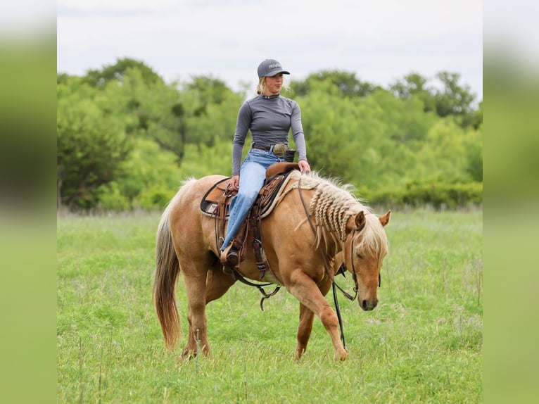 American Quarter Horse Gelding 6 years Palomino in Ranger