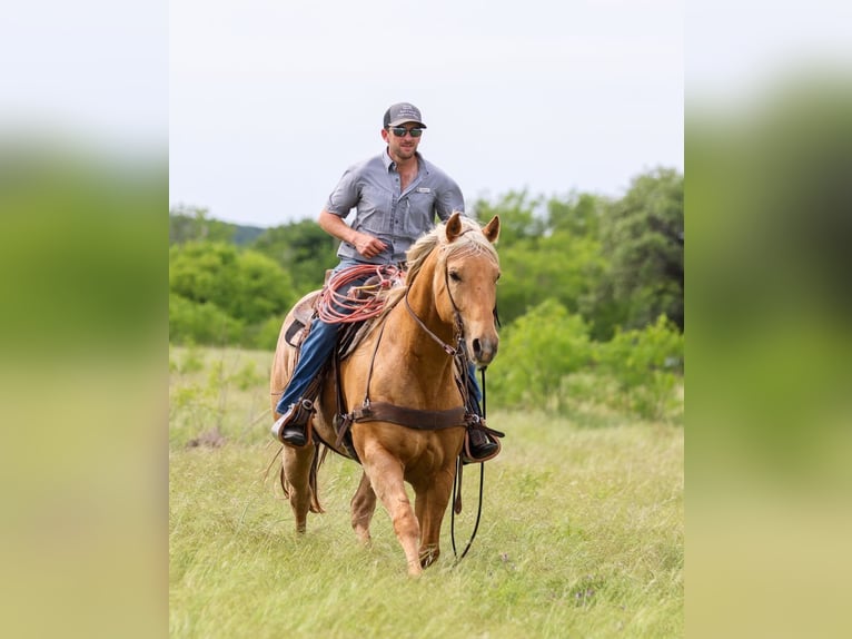 American Quarter Horse Gelding 6 years Palomino in Ranger