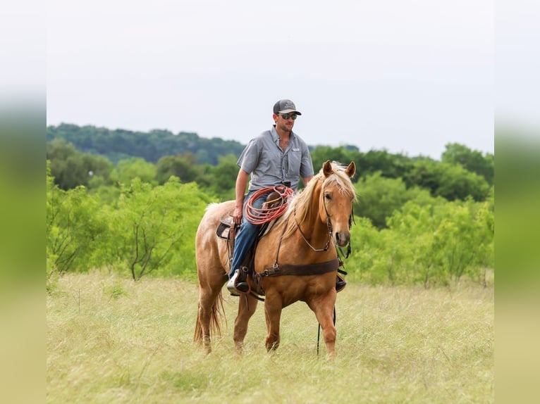 American Quarter Horse Gelding 6 years Palomino in Ranger