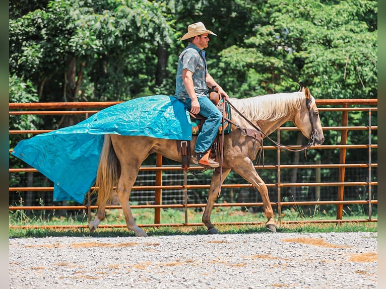 American Quarter Horse Gelding 6 years Palomino in Santa Fe