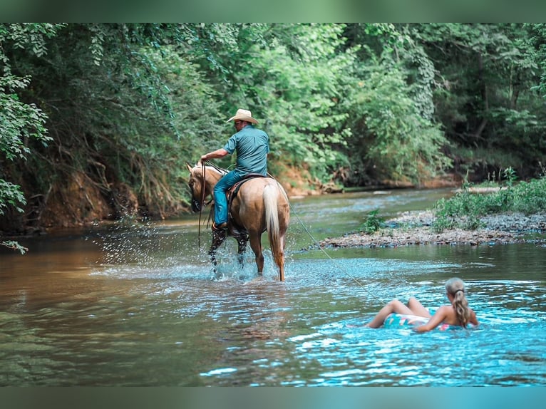American Quarter Horse Gelding 6 years Palomino in Santa Fe