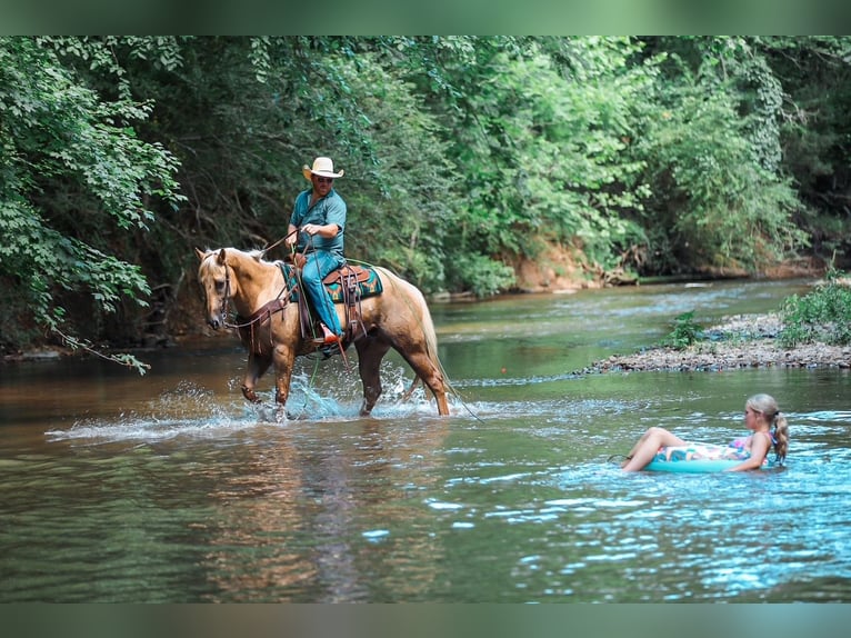 American Quarter Horse Gelding 6 years Palomino in Santa Fe