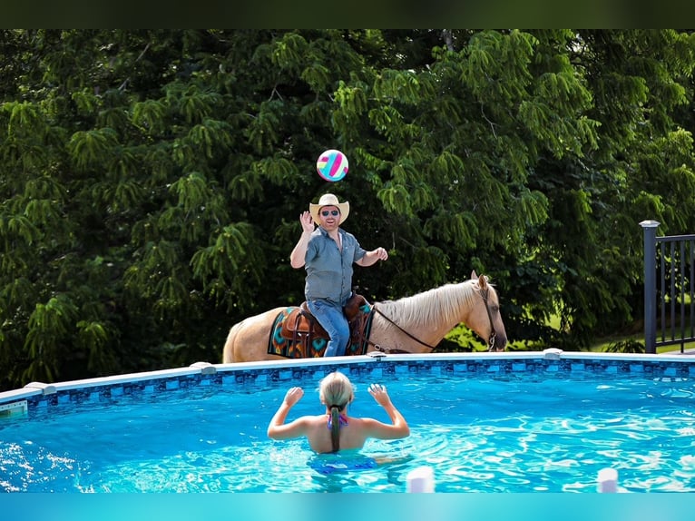 American Quarter Horse Gelding 6 years Palomino in Santa Fe