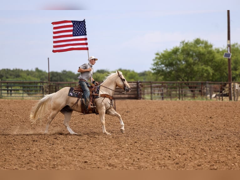 American Quarter Horse Gelding 6 years Palomino in Stephenville
