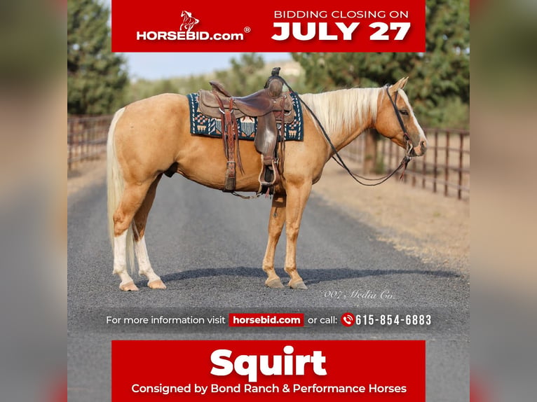 American Quarter Horse Gelding 6 years Palomino in Swisshome