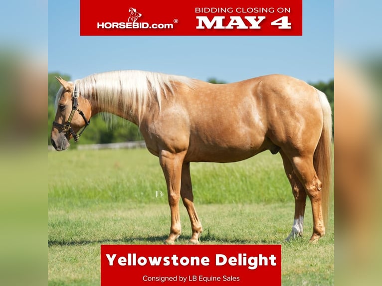 American Quarter Horse Gelding 6 years Palomino in Terrell, TX