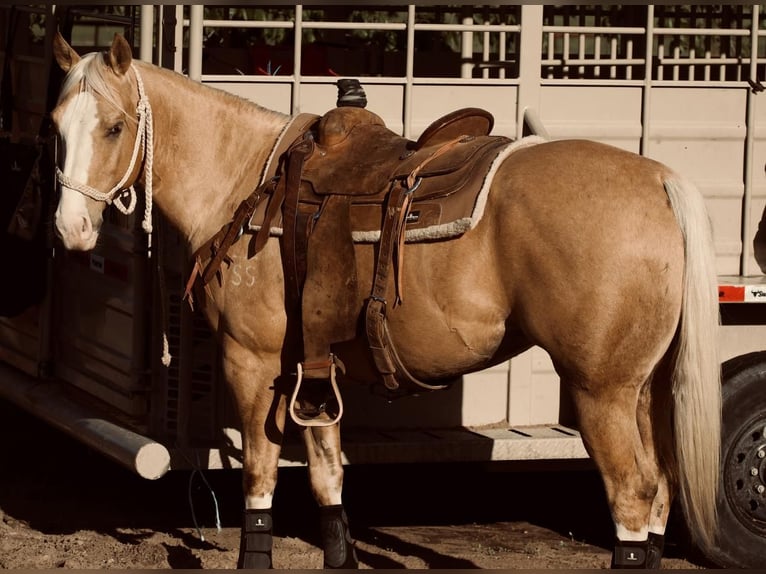 American Quarter Horse Gelding 6 years Palomino in Weatherford, TX