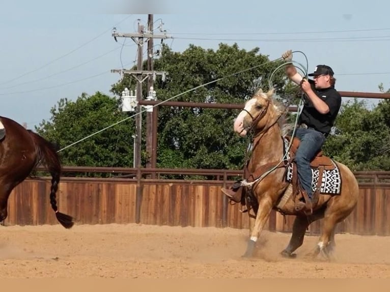 American Quarter Horse Gelding 6 years Palomino in Weatherford, TX