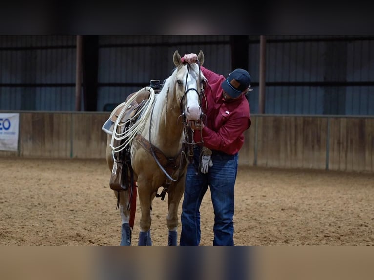 American Quarter Horse Gelding 6 years Palomino in Weatherford, TX