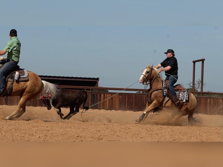 American Quarter Horse Gelding 6 years Palomino in Weatherford, TX