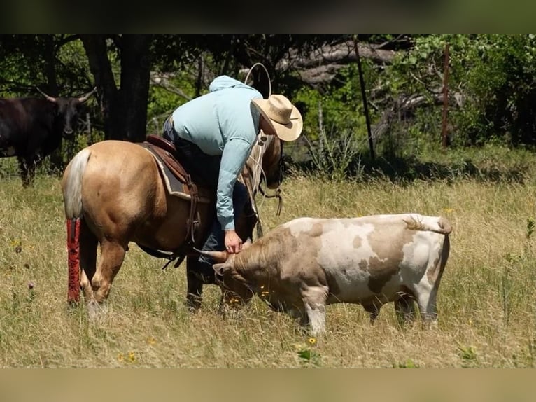 American Quarter Horse Gelding 6 years Palomino in Weatherford, TX