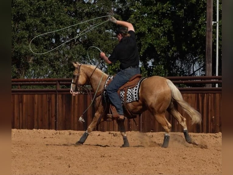 American Quarter Horse Gelding 6 years Palomino in Weatherford, TX