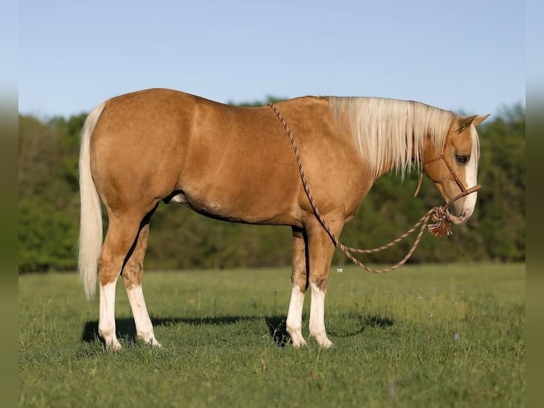 American Quarter Horse Gelding 6 years Palomino in Weatherford, TX