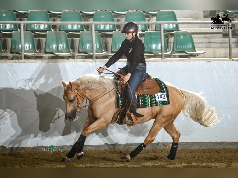 American Quarter Horse Gelding 6 years Palomino in Neuruppin