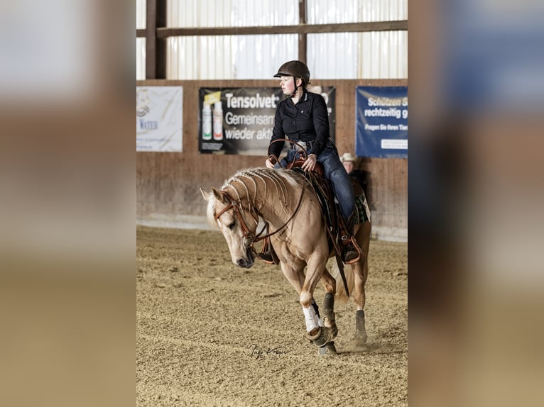 American Quarter Horse Gelding 6 years Palomino in Neuruppin