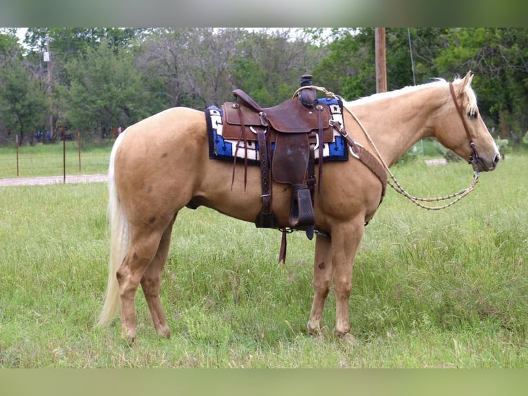 American Quarter Horse Gelding 6 years Palomino in Morgan MIll TX