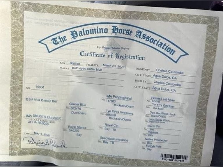 American Quarter Horse Gelding 6 years Palomino in Paicines CA