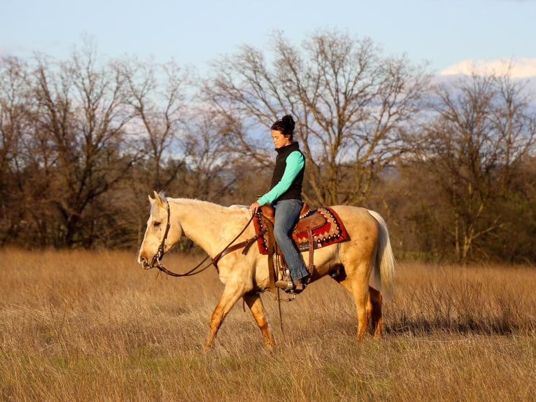 American Quarter Horse Gelding 6 years Palomino in Pleasant Grove MO