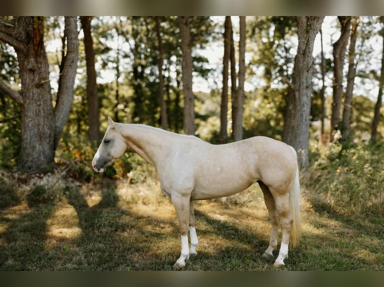 American Quarter Horse Gelding 6 years Palomino in Salem IL
