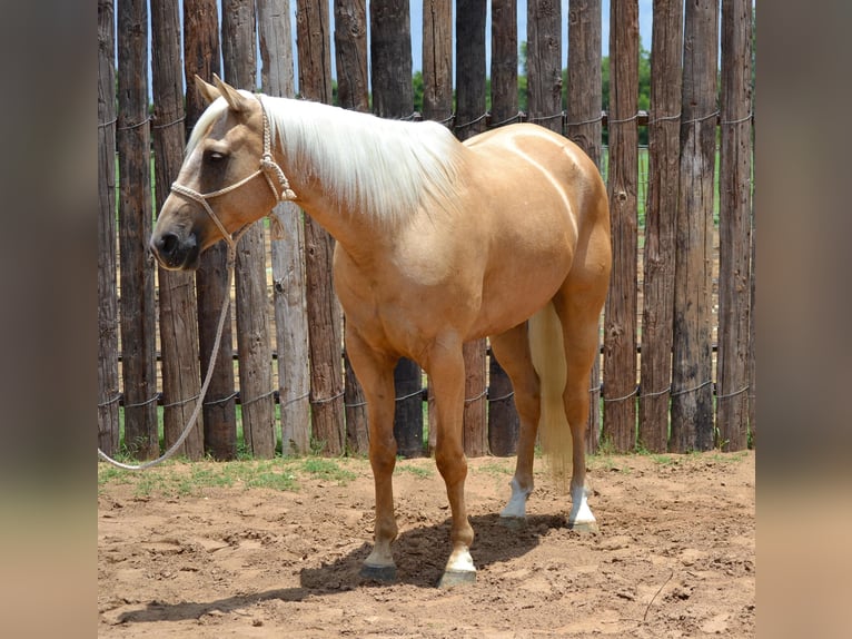 American Quarter Horse Gelding 6 years Palomino in STEPHENVILLE, TX