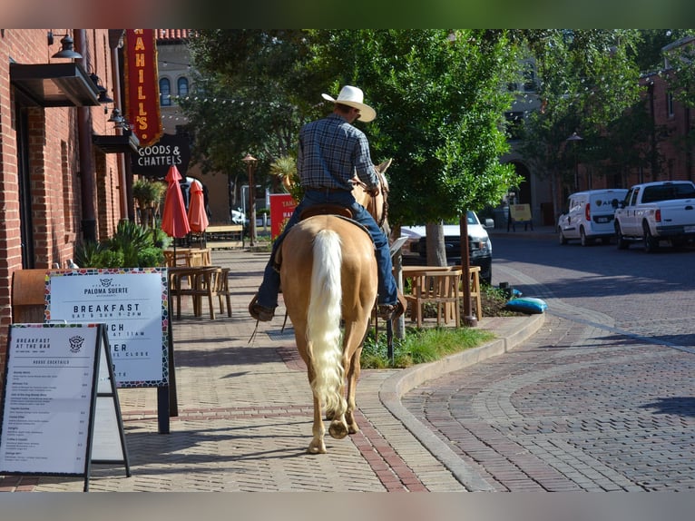 American Quarter Horse Gelding 6 years Palomino in STEPHENVILLE, TX