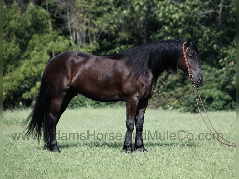 American Quarter Horse Gelding 6 years in Mount Vernon