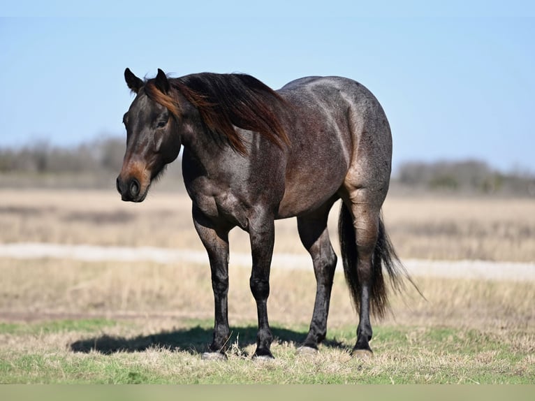 American Quarter Horse Gelding 6 years in Waco, TX