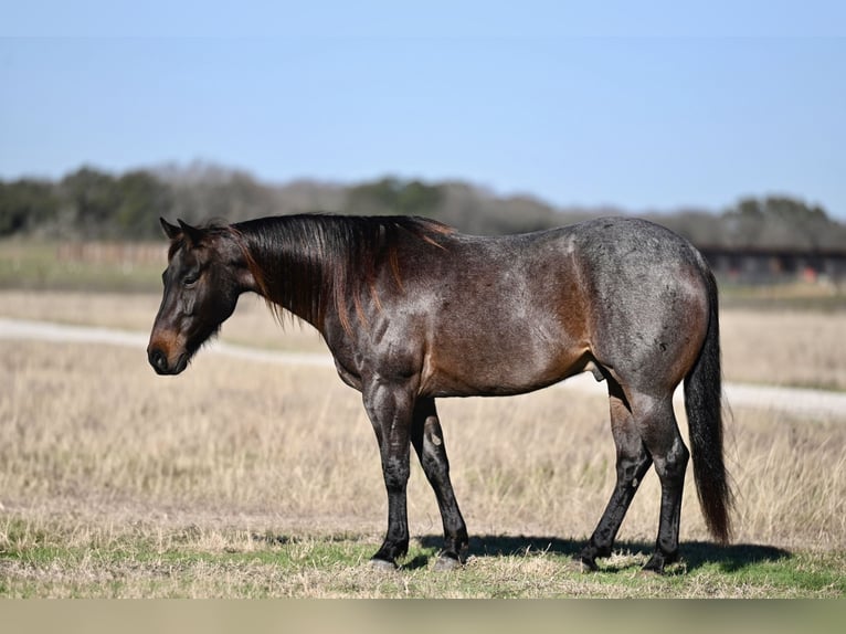 American Quarter Horse Gelding 6 years in Waco, TX