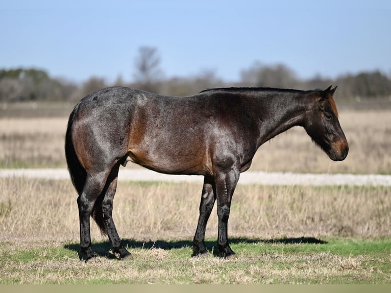 American Quarter Horse Gelding 6 years in Waco, TX