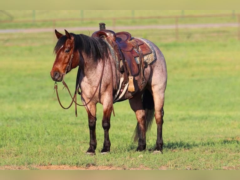 American Quarter Horse Gelding 6 years Roan-Bay in Joshua, TX