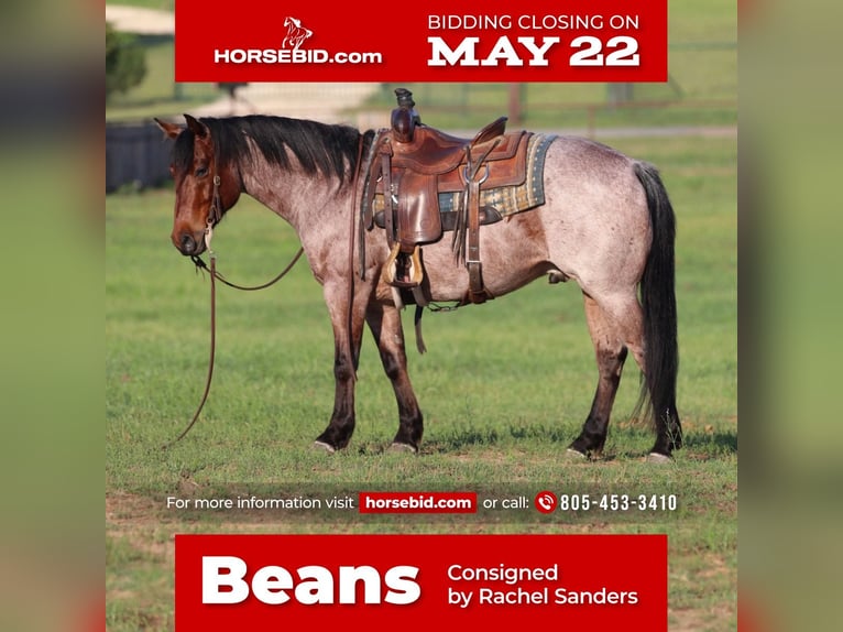 American Quarter Horse Gelding 6 years Roan-Bay in Joshua, TX