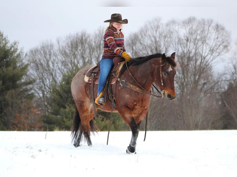 American Quarter Horse Gelding 6 years Roan-Bay in Shippenville, PA