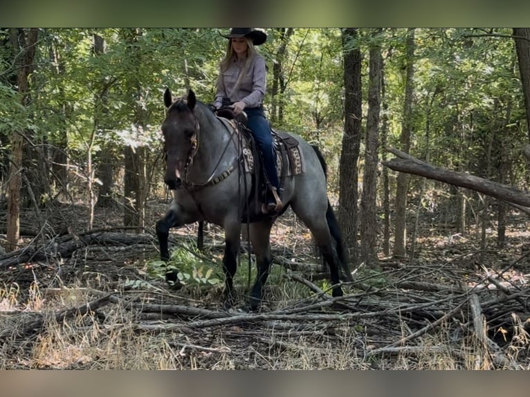 American Quarter Horse Gelding 6 years Roan-Bay in Ponder