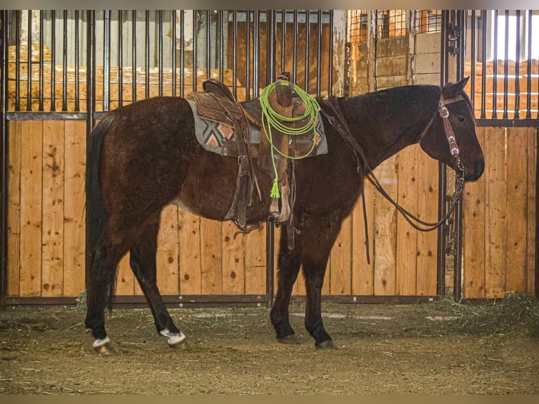 American Quarter Horse Gelding 6 years Roan-Bay in Cody, WY