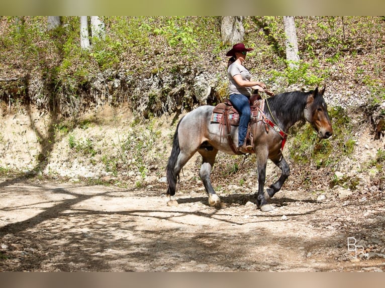 American Quarter Horse Gelding 6 years Roan-Bay in Mt grove MO