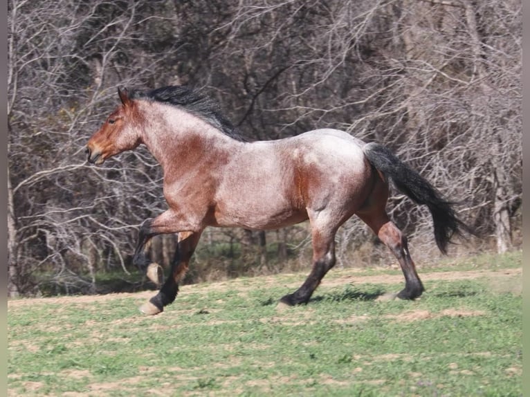 American Quarter Horse Gelding 6 years Roan-Bay in Graham TX