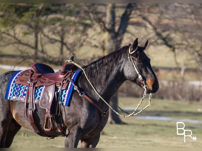 American Quarter Horse Gelding 6 years Roan-Bay in Mountain Grove MO