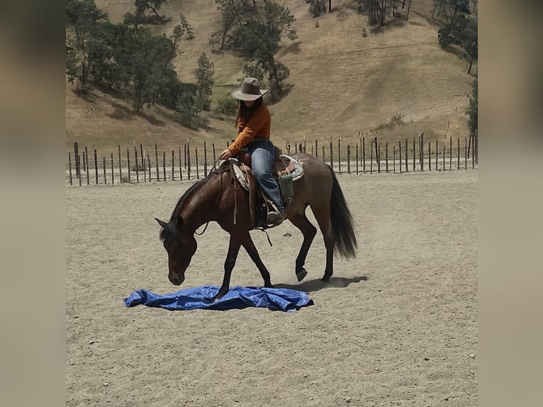 American Quarter Horse Gelding 6 years Roan-Bay in Paso Robles, CA