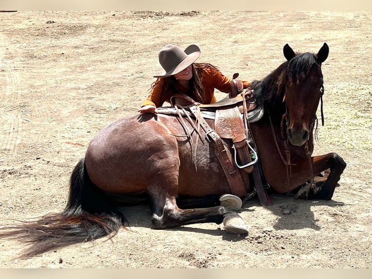 American Quarter Horse Gelding 6 years Roan-Bay in Paso Robles, CA