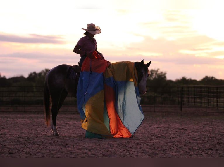 American Quarter Horse Gelding 6 years Roan-Bay in Stephenville TX