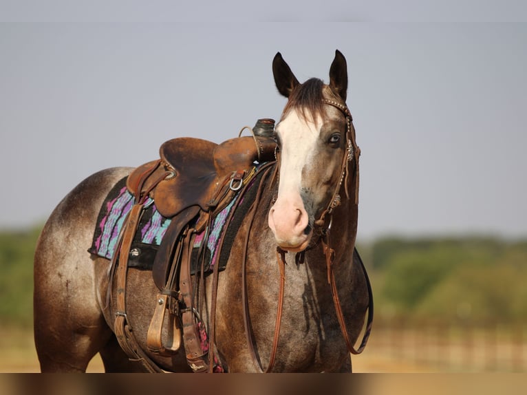 American Quarter Horse Gelding 6 years Roan-Bay in Stephenville TX