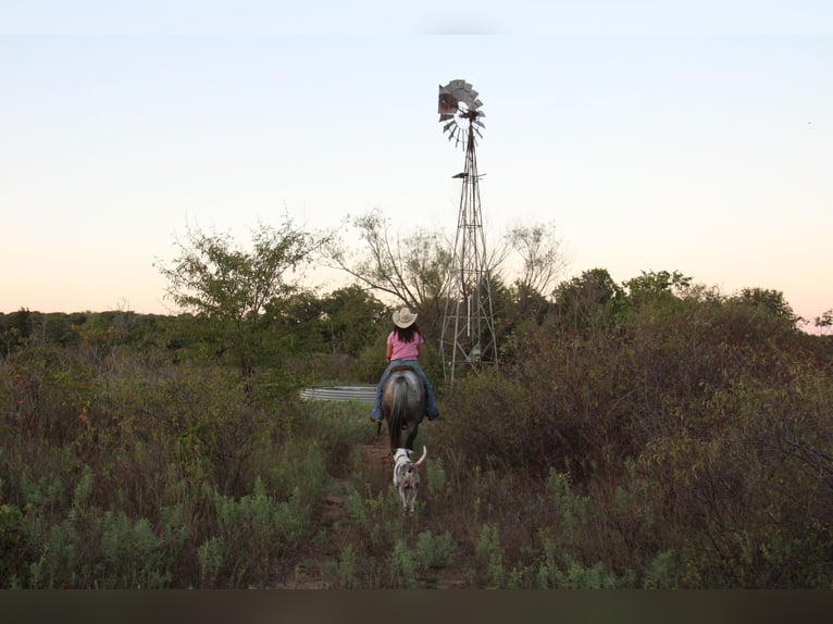 American Quarter Horse Gelding 6 years Roan-Bay in Stephenville TX