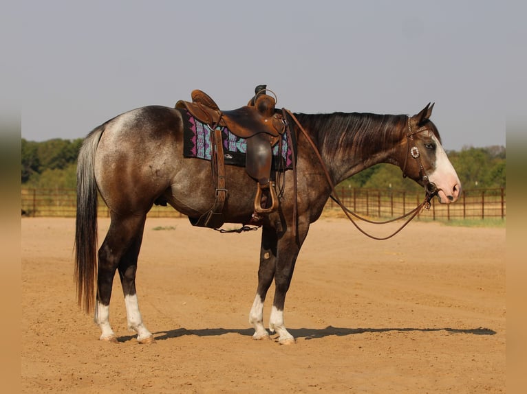 American Quarter Horse Gelding 6 years Roan-Bay in Stephenville TX