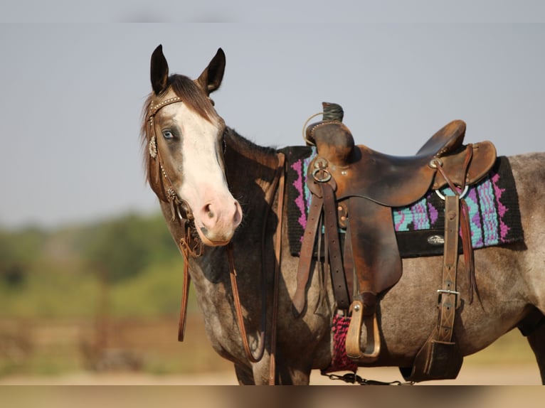 American Quarter Horse Gelding 6 years Roan-Bay in Stephenville TX