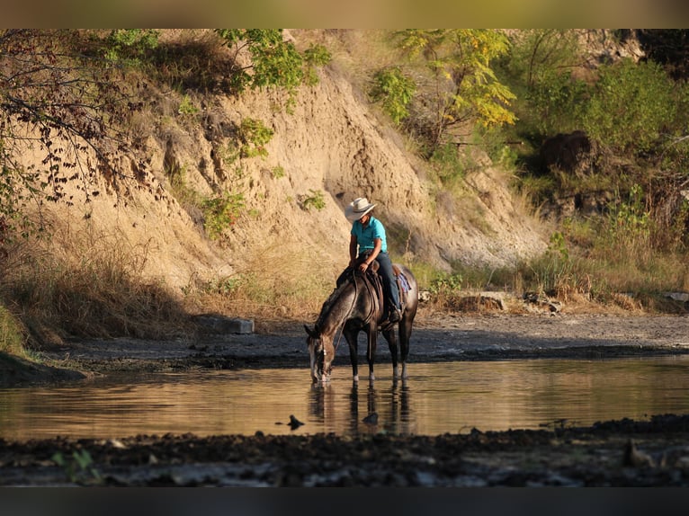 American Quarter Horse Gelding 6 years Roan-Bay in Stephenville TX