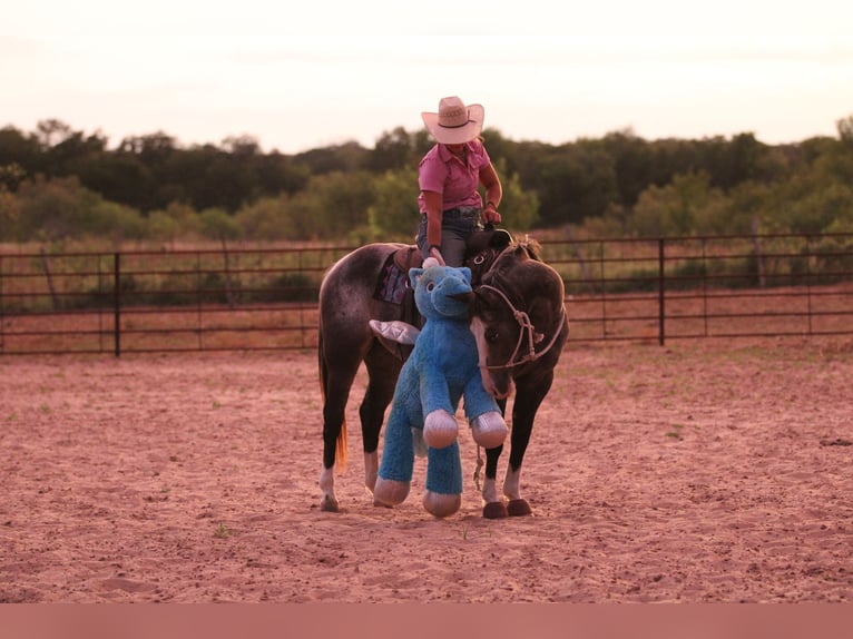 American Quarter Horse Gelding 6 years Roan-Bay in Stephenville TX