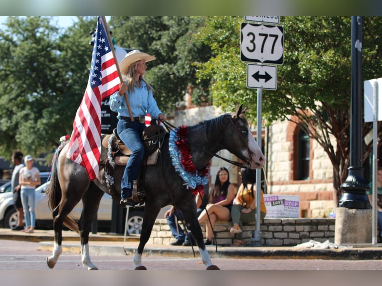 American Quarter Horse Gelding 6 years Roan-Bay in Stephenville TX