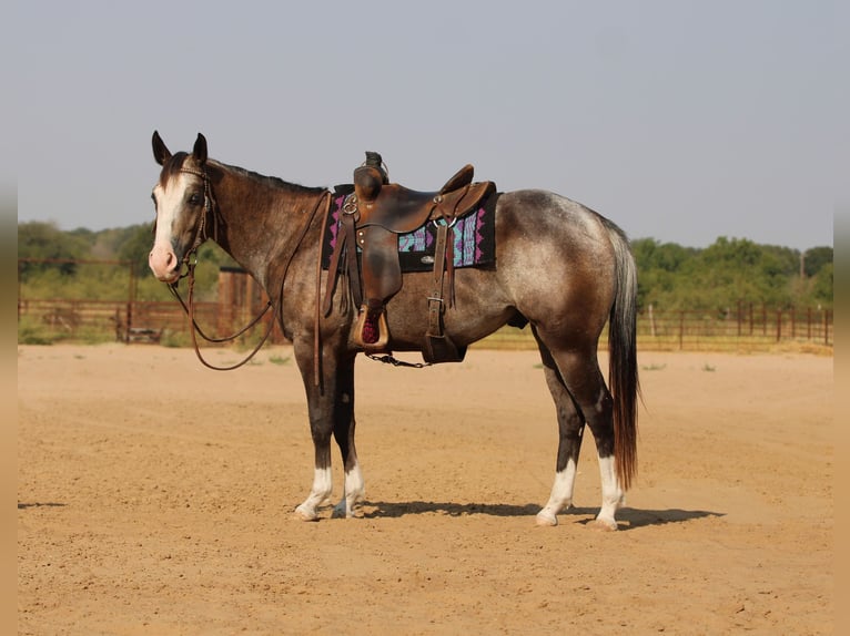 American Quarter Horse Gelding 6 years Roan-Bay in Stephenville TX