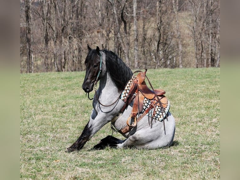 American Quarter Horse Gelding 6 years Roan-Blue in Mount Vernon