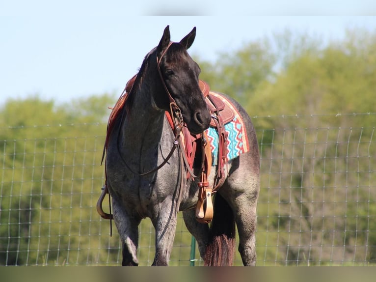 American Quarter Horse Gelding 6 years Roan-Blue in Sonora, KY